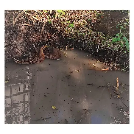 Appartement Sardini *